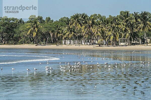 Palmen und Möwen am Strand von Sanyang  Gambia  Westafrika  Afrika