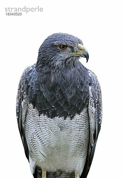 Schwarzbrust-Seeadler (Geranoaetus melanoleucus)  Grauer Mäusebussard  Chilenischer Blauadler vor weißem Hintergrund