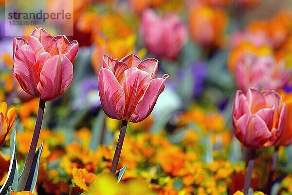 Schöne rosa Tulpe in der Mitte des Feldes mit bunten Frühlingsblumen auf unscharfen Hintergrund