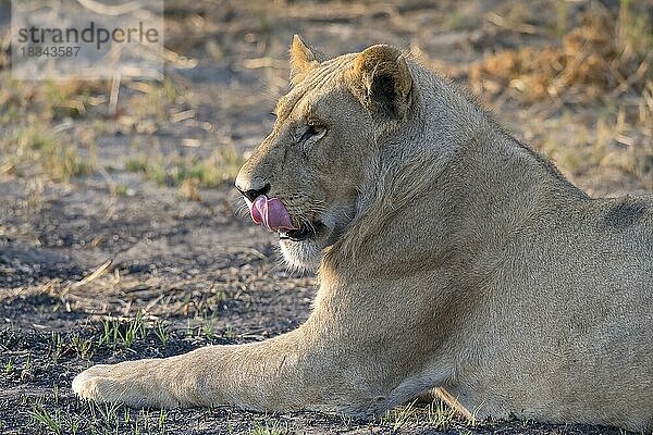 Löwe (Panthera leo)  Löwin  weiblich  Tierportrait  Profil  schleckt sich das Maul  Seitenlicht  Savuti  Chobe National Park  Botswana  Afrika