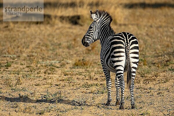 Steppenzebra der Unterart Crawshay-Zebra (Equus quagga crawshayi)  Ansicht Hinterteil  Rückansicht  South Luangwa  Sambia  Afrika