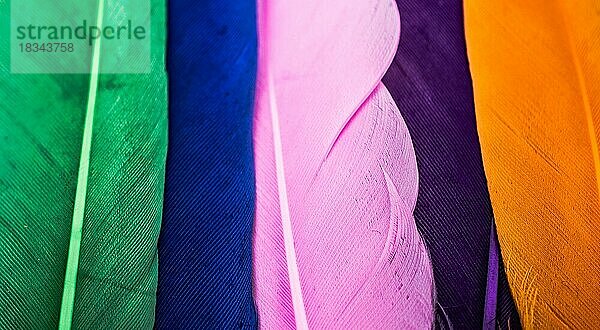 Studioaufnahme Foto von farbigen Vogelfedern als Textur Hintergrund