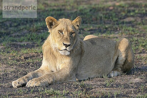 Löwe (Panthera leo)  Löwin  weiblich  liegend  Seitenlicht  Savuti  Chobe National Park  Botswana  Afrika