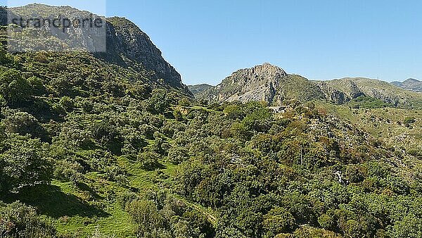 Oliven (olivae)  Olivenbäume  Hügel  Berge  grüne Wiese  gelbe Blumen  wolkenloser blauer Himmel  Insel Kreta  Griechenland  Europa