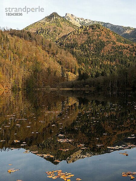 Herbststimmung am Krottensee  hinten der Schafberg  bei Sankt Gilgen  Salzkammergut  Oberösterreich  Österreich  Europa