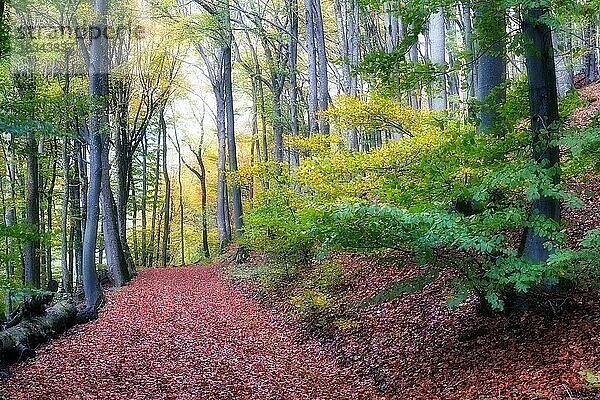 Herbstlaub auf Waldweg  Buchenwald (Fagus sylvatica) im Nebel  Jurapark  Kanton Aargau  Schweiz  Europa