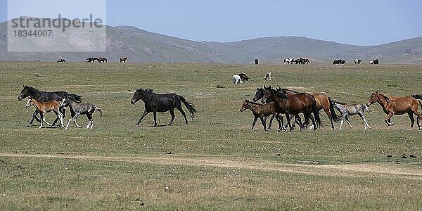 Pferde laufen in der Steppe in der Nähe des Song-Kol-Sees  Provinz Naryn  Kirgisistan