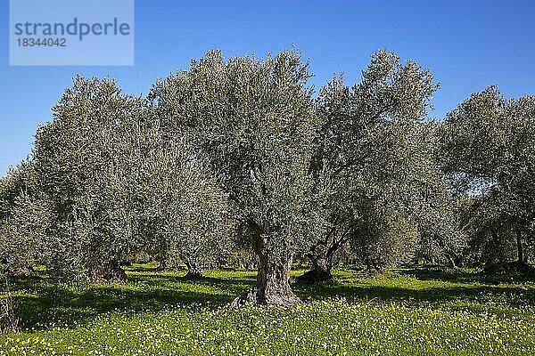 Oliven (olivae)  Olivenbäume  grüne Wiese  gelbe Blumen  wolkenloser blauer Himmel  Zentralkreta  Insel Kreta  Griechenland  Europa