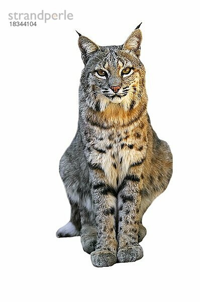 Rotluchs (Lynx rufus) (Felis rufus)  Vorkommen in Südkanada  Nordamerika und Mexiko  auf weißem Hintergrund