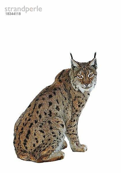Europäischer Luchs (Lynx lynx) Porträt vor weißem Hintergrund
