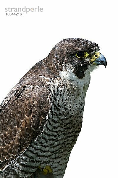 Nahaufnahme eines Wanderfalke (Falco peregrinus) vor weißem Hintergrund