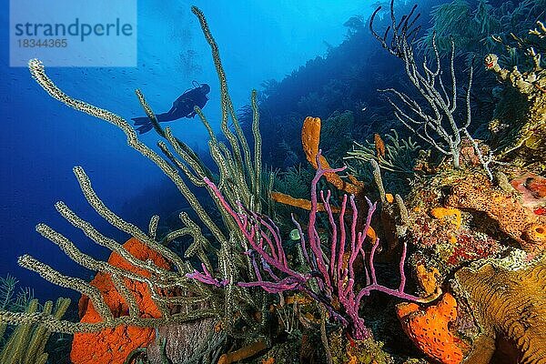 Farbiges intaktes Korallenriff mit links Karibische Hornkoralle (Eunicea mammosa) im Vordergrund mitte Giftiger Fingerschwamm (Negombata magnifica) rechts Steinkoralle (Scleractinia)  im Hintergrund Silhouette von Taucherin  Karibik  Curacao  Südamerika