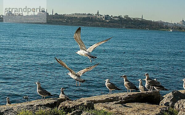 Möwen sind auf dem Felsen am Meer in Istanbul
