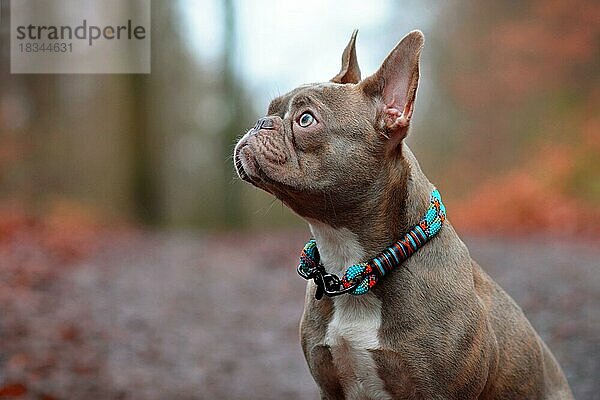 Lilac brindle weibliche Französisch Bulldogge Hund mit hellen bernsteinfarbenen Augen tragen schöne gewebte Halsband vor verschwommenen Wald Hintergrund