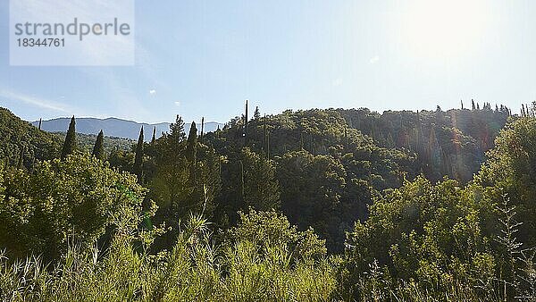 Zypressen (cupressus)  andere Bäume  Gegenlicht  hellblauer Himmel  Insel Kefalonia  Ionische Inseln  Griechenland  Europa