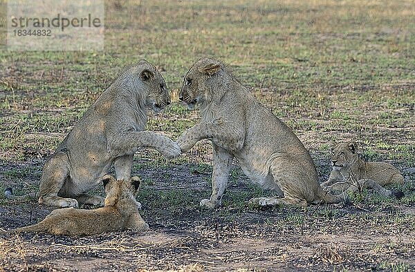 Löwe (Panthera leo)  adult  Welpe  Jungtier  juvenil  verspielt  beobachten  kämpfen  Schulung in Kampftechnik  Savuti  Chobe National Park  Botswana  Afrika