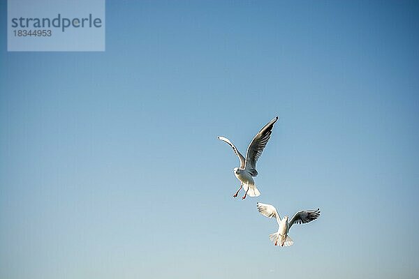 Paar Möwen fliegen in einem Himmel als Hintergrund