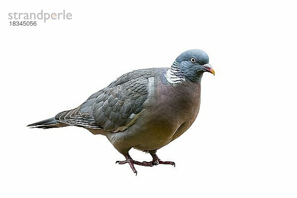 Ringeltaube (Columba palumbus) vor weißem Hintergrund