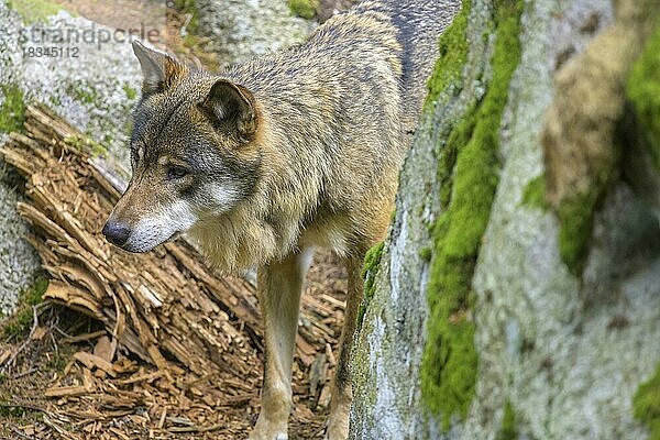 Wolf (Canis lupus)  Wolfsgehege von Srní  Plze?ský kraj  Tschechien  Europa