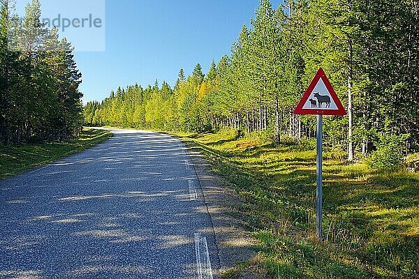 Verkehrsschild an einer schmalen Straße warnt vor Schafen  Wald  Kystriksveien  FV 17  Helgeland  Norwegen  Europa