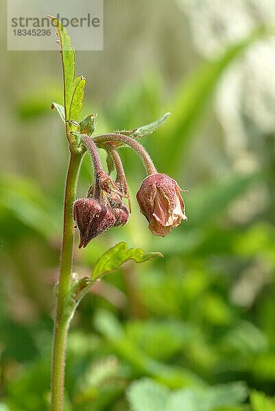 Bachnelkenwurz (Geum rivale)  Heilpflanze  medizinische Verwendung