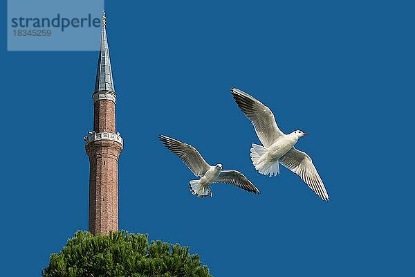 Paar Möwen fliegen in einem blauen Himmel Hintergrund