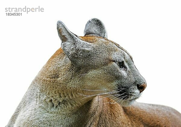 Close up Porträt von Puma (Puma concolor)  Puma  Panther gegen weißen Hintergrund