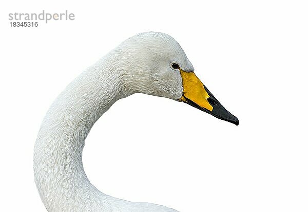 Singschwan (Cygnus cygnus)  Gemeiner Schwan Nahaufnahme des Kopfes vor weißem Hintergrund