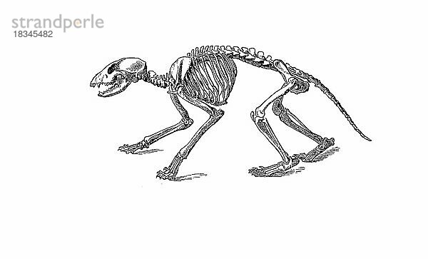 Skelett des Waschbär (Procyon lotor)  Skeleton of racoon  Historisch  digital restaurierte Reproduktion einer Originalvorlage aus dem 19. Jahrhundert  genaues Originaldatum nicht bekannt
