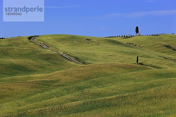 Wellige  huegelige Landschaft in der Toskana  in der Crete Senesi  Toskana  Italien  Europa