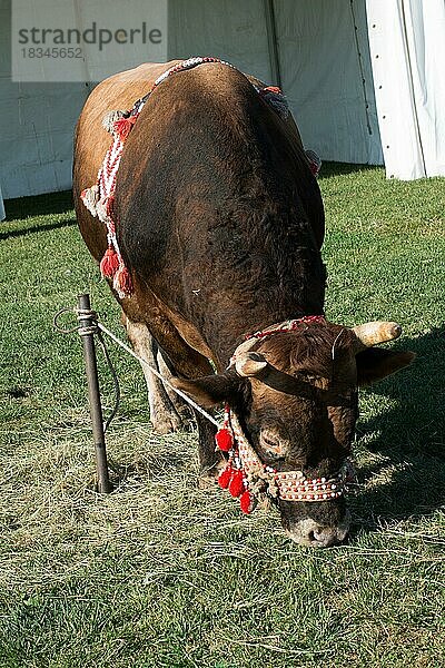 Brauner Stier mit traditionellem türkischem Stoff auf grünem Gras in der Auslage