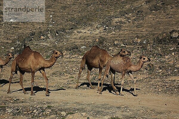 Kamelherde im Dhofargebiet  Jabal al Qamar  Südlicher Oman