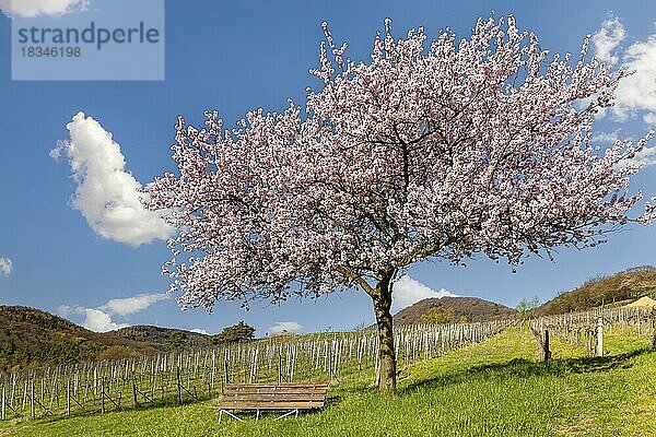 Blühender Mandelbaum  Mandelbaumblüte  Birkweiler  Deutsche oder Südliche Weinstraße  Südpfalz  Pfalz  Rheinland-Pfalz  Deutschland  Europa