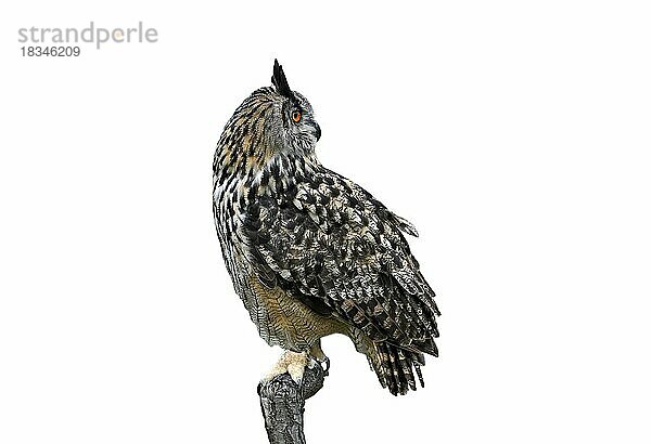 Uhu (Bubo bubo)  der von der Sitzstange aus nach hinten schaut  vor weißem Hintergrund