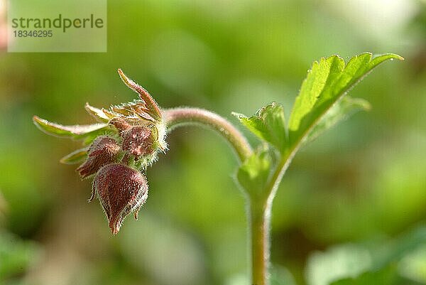 Bachnelkenwurz (Geum rivale)  Heilpflanze  medizinische Verwendung