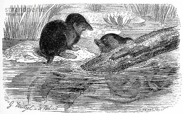 Wasserspitzmaus (Neomys fodiens)  eine der drei in Europa und im nördlichen Asien lebenden Arten der Gattung Wasserspitzmäuse aus der Familie der Spitzmäuse  mouse  Eurasian water shrew  known in the United Kingdom as the water shrew  Historisch  digital restaurierte Reproduktion einer Originalvorlage aus dem 19. Jahrhundert  genaues Originaldatum nicht bekannt