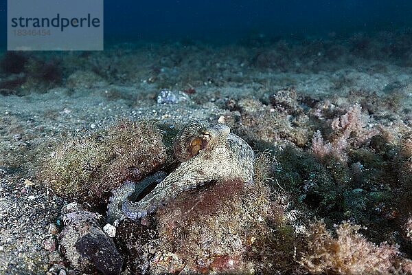 Gemeiner Krake (Octopus vulgaris)  Lanzarote. Kanaren  Spanien  Europa