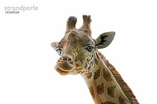 Kordofan-Giraffe (Giraffa camelopardalis antiquorum) Portrait vor weißem Hintergrund