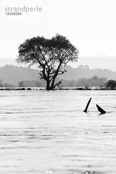 Schwarzer und weißer Akazienbaum stehen im Wasser des Sambesi-Flusses. Wasser überflutet die gesamte Umgebung des Baumes. Schwarz-Weiß-Landschaftsbild mit Himmel. Sambesi-Fluss  Simbabwe  Afrika