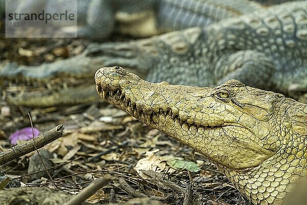 Nilkrokodil im heiligen Krokodilbecken von Kachikally  Bakau  Gambia  Westafrika  Afrika