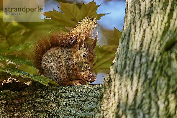 Europäisches Eichhörnchen (Sciurus vulgaris)  sitzt im Baum im Park  Frühling  Deutschland  Europa