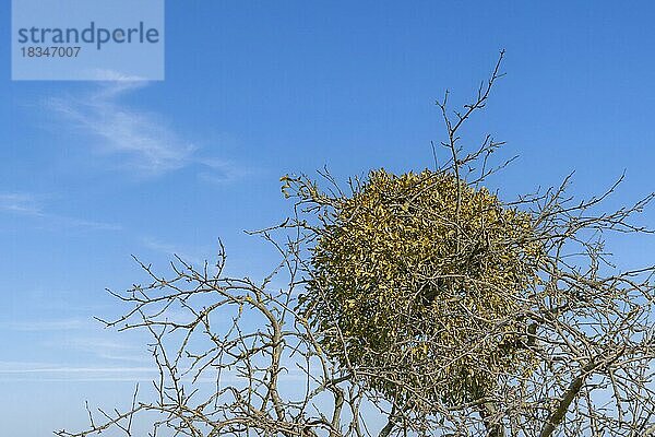 Misteln (Viscum) in einem Obstbaum  Elsass  Frankreich  Europa