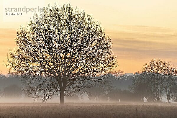 Silhouetten von Bäumen im Morgennebel auf dem Land. Elsass  Frankreich  Europa