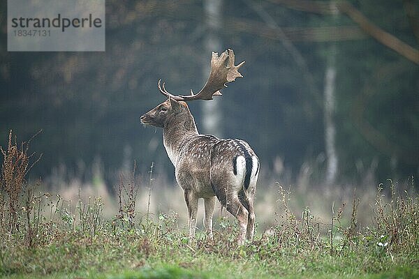 Damwild (Dama dama) Hirsch sichert auf der Waldlichtung  Allgäu  Bayern  Deutschland  Europa