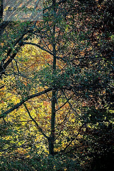 Herbst Baum Blätter Textur Hintergrund. Blatt Hintergrund Textur