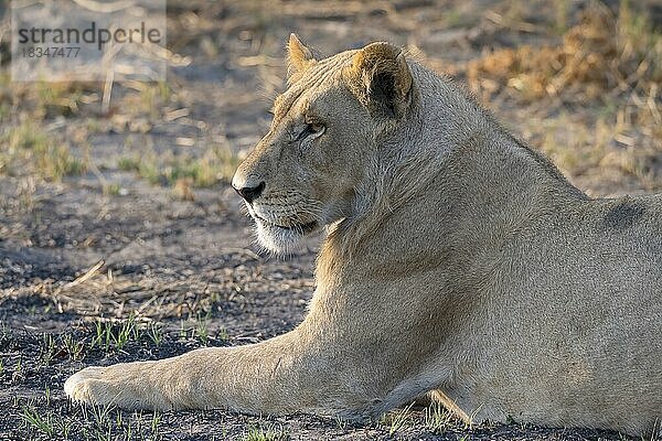 Löwe (Panthera leo)  Löwin  weiblich  Tierportrait  Profil  Seitenlicht  Savuti  Chobe National Park  Botswana  Afrika