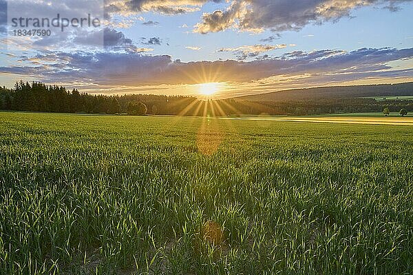 Getreidefeld  Himmel  Sonnenuntergang  Frühling  Weißenstadt  Oberfranken  Fichtelgebirge  Bayern  Deutschland  Europa