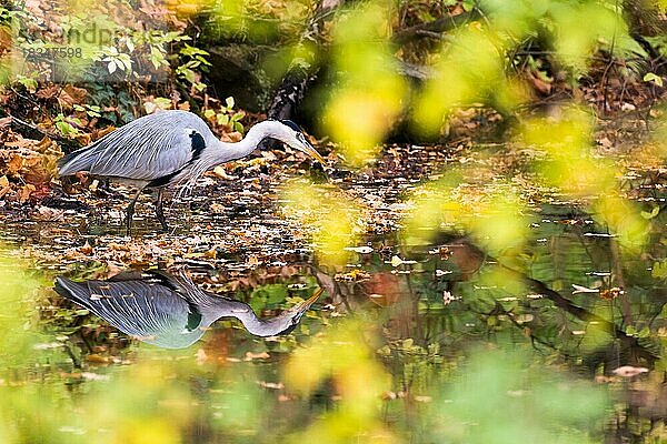 Auf Beute lauernder Graureiher (Ardea cinerea)  Wasserspiegelung  Hessen  Deutschland  Europa