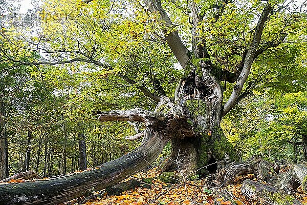 Alte Hutebuche im Herbst  Kellerwald  Hutewald Halloh bei Albertshausen  Hessen  Deutschland  Europa