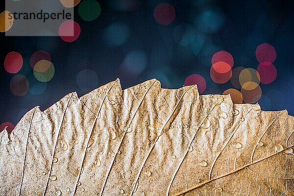 Trockenes Blatt auf einem Bokeh-Licht vor einem dunklen Hintergrund